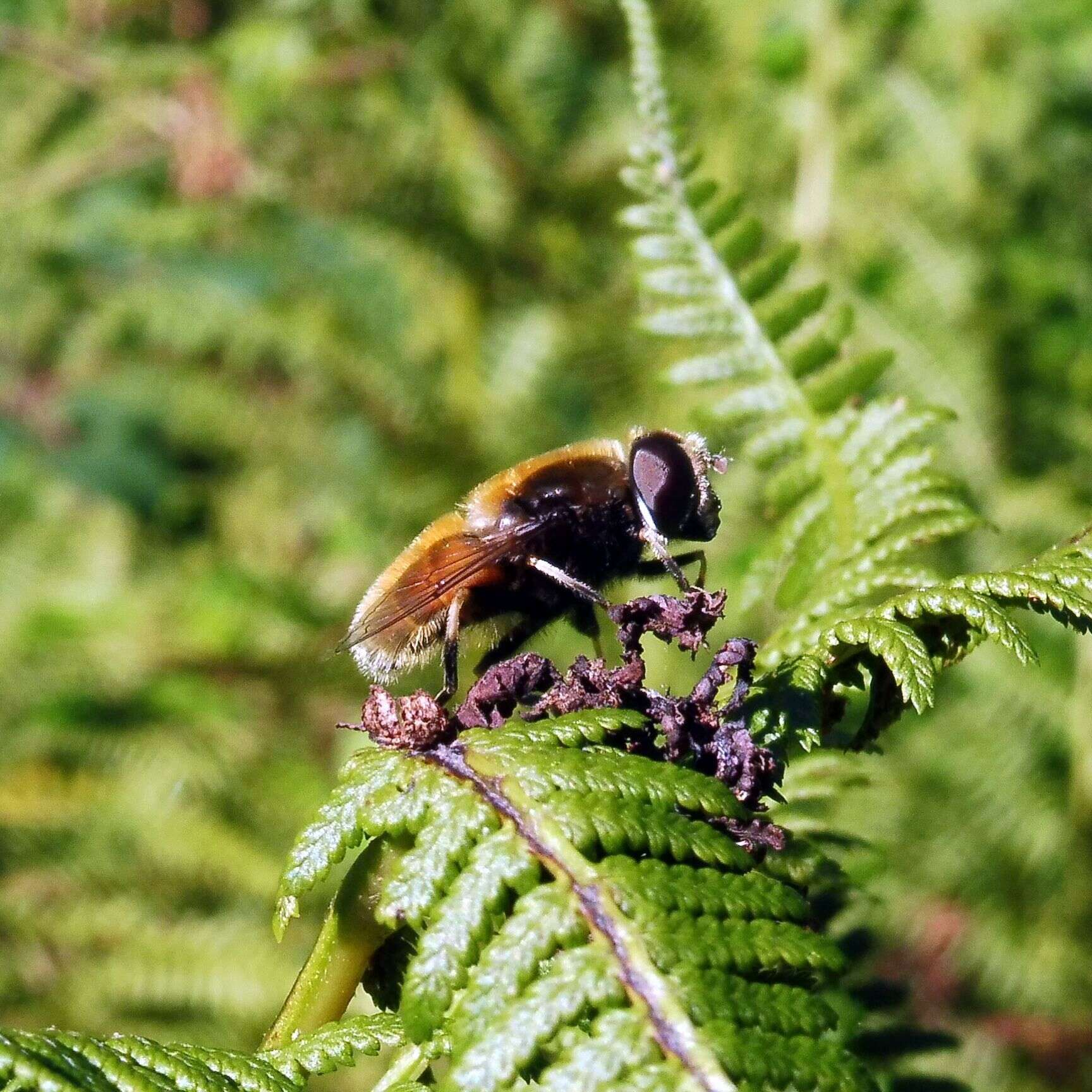 Imagem de Eristalis intricaria (Linnaeus 1758)