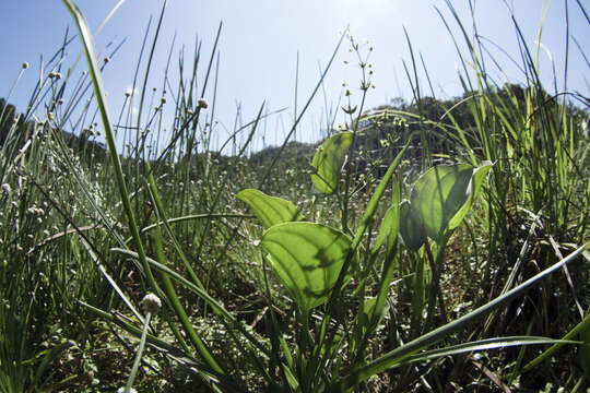 Image of Caldesia grandis Sam.