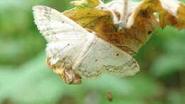 Image of small fan-footed wave