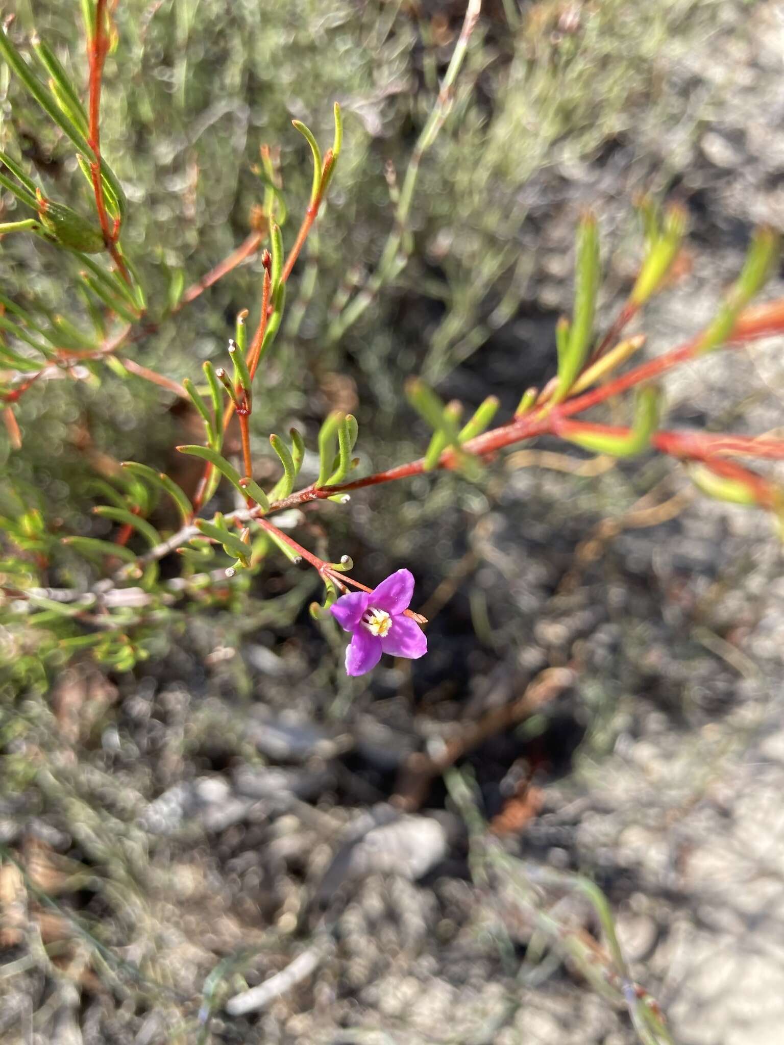 Image of Boronia filifolia F. Müll.