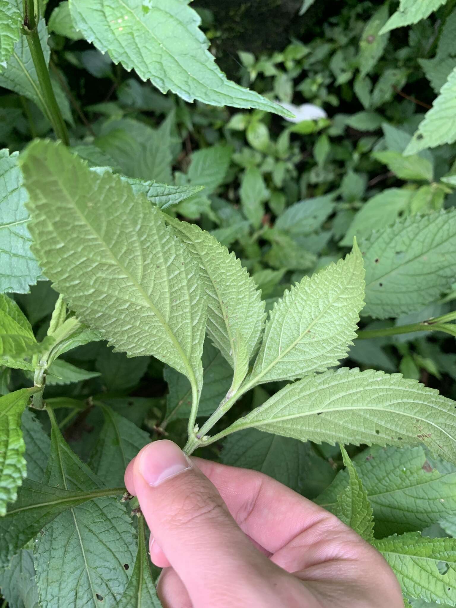 Image of Paraphlomis formosana (Hayata) T. H. Hsieh & T. C. Huang