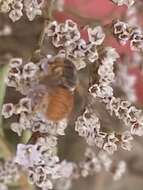 Image de Icteranthidium ferrugineum (Fabricius 1787)