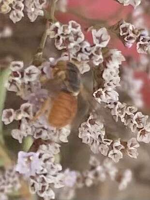 Image de Icteranthidium ferrugineum (Fabricius 1787)