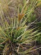 Imagem de Carex clavata Thunb.