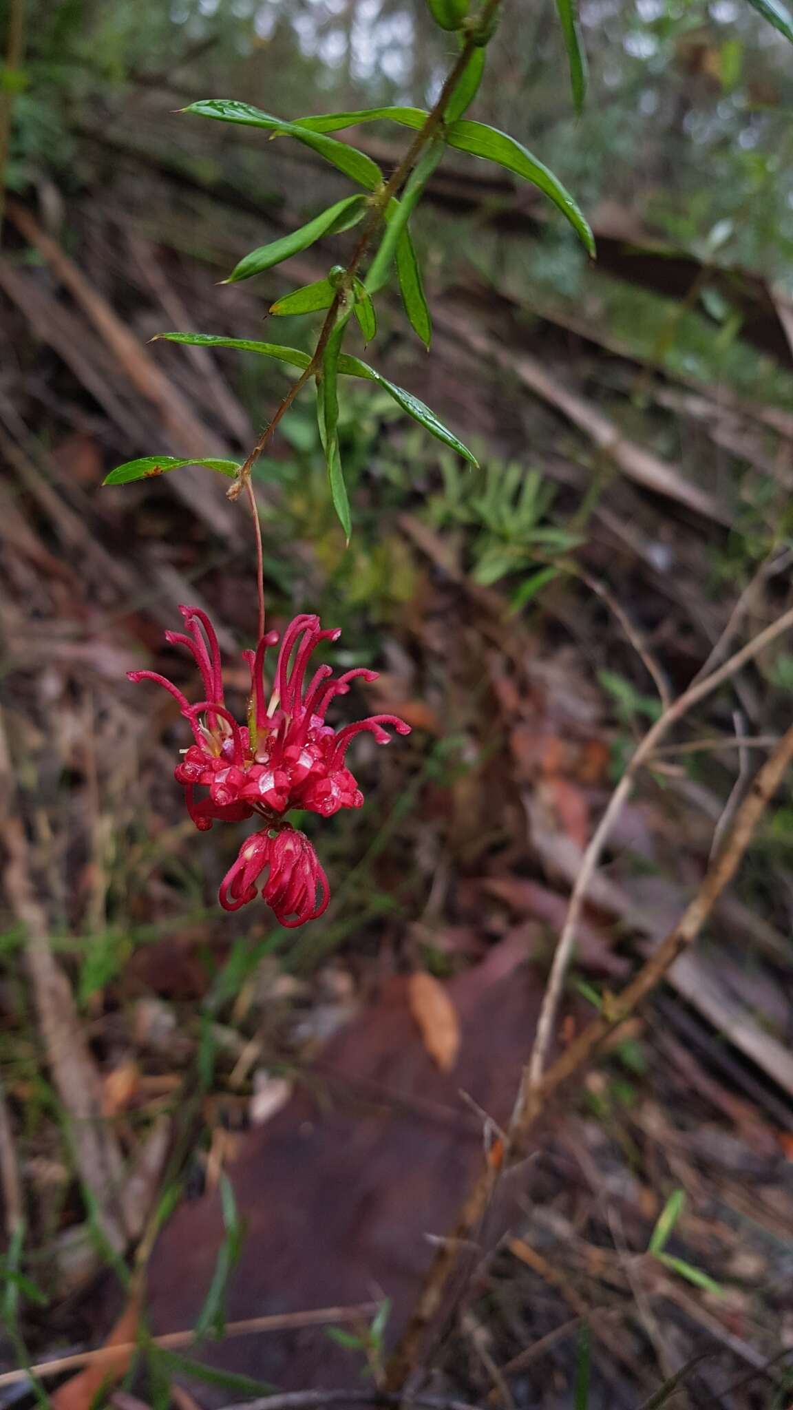 Image of Grevillea oldei Mc Gill.