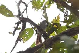 Image of Chestnut-capped Flycatcher