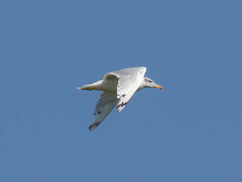 Image of Pallas's Gull