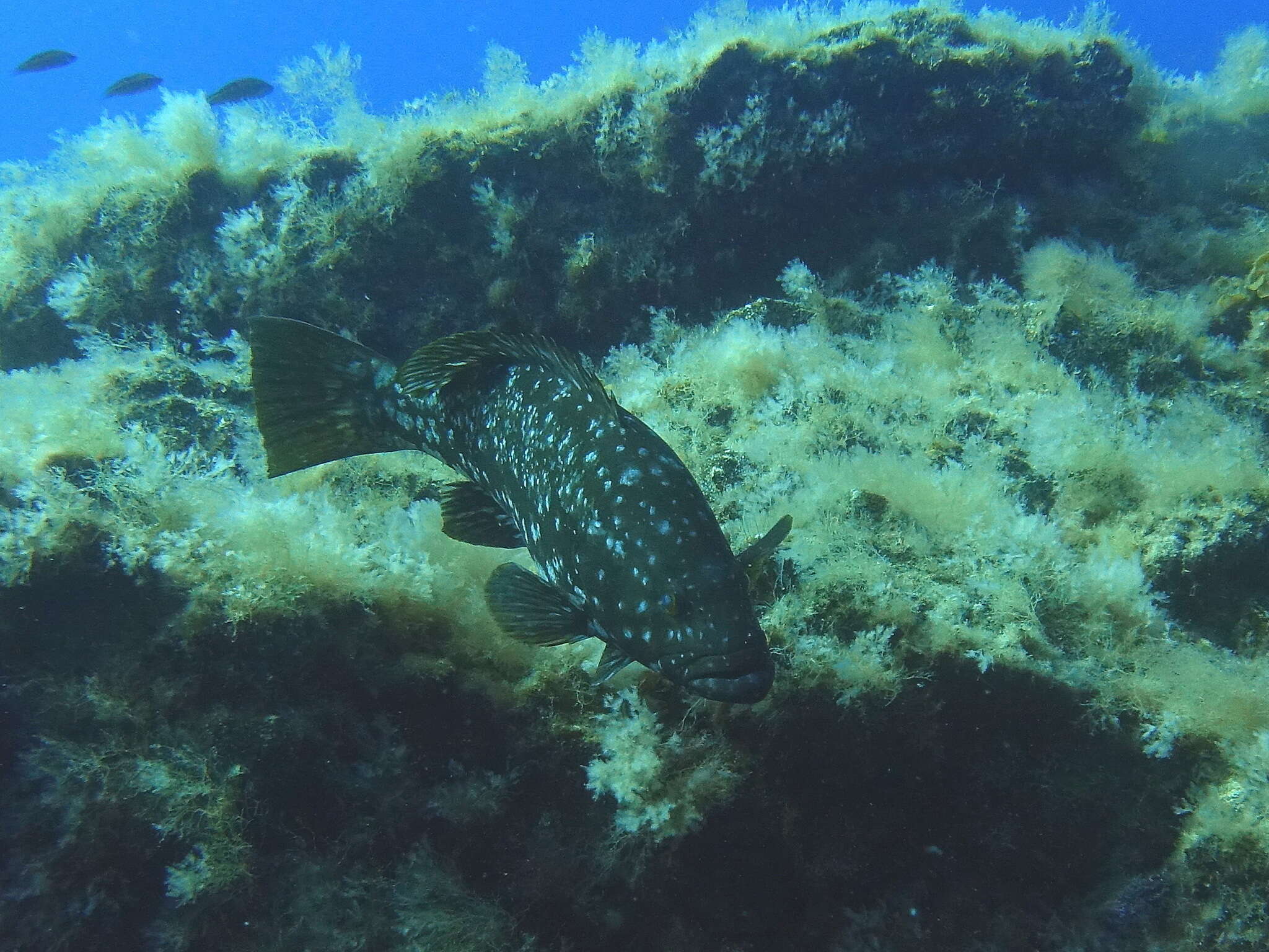 Image of Comb Grouper