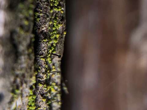 Image of chaenothecopsis lichen