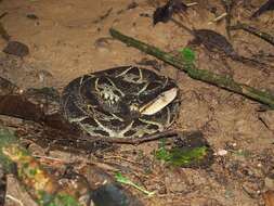 Plancia ëd Bothrops asper (Garman 1883)