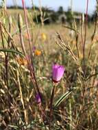 Plancia ëd Clarkia franciscana H. Lewis & Raven