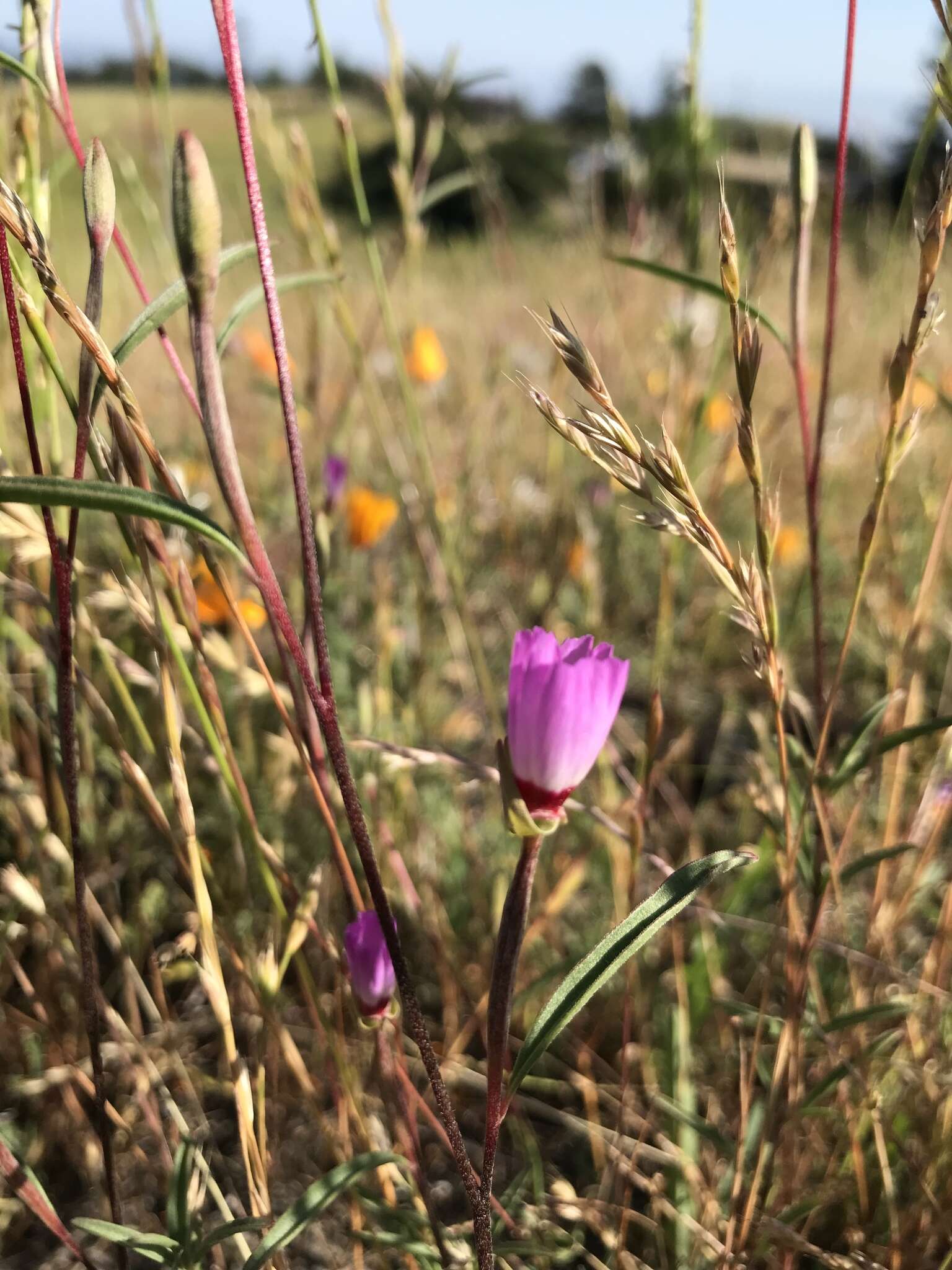 Image of Presidio clarkia