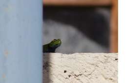 Image of Guatemalan Emerald Spiny Lizard