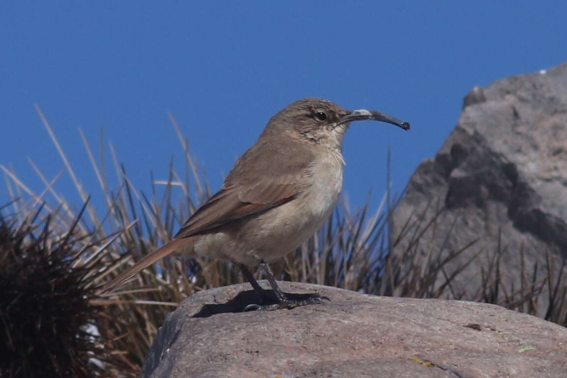 Image of Buff-breasted Earthcreeper