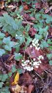 Image of lesser snakeroot