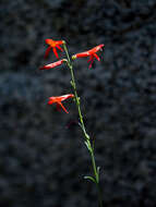 Sivun Penstemon labrosus (A. Gray) Mast. ex Hook. fil. kuva