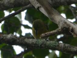 Image of Kauai Amakihi