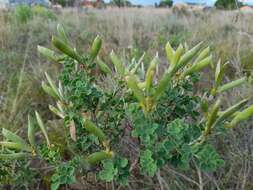 Image of Argyrolobium crassifolium Eckl. & Zeyh.