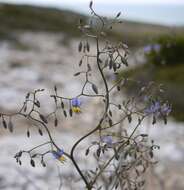 Image of Blueberry Flax Lily