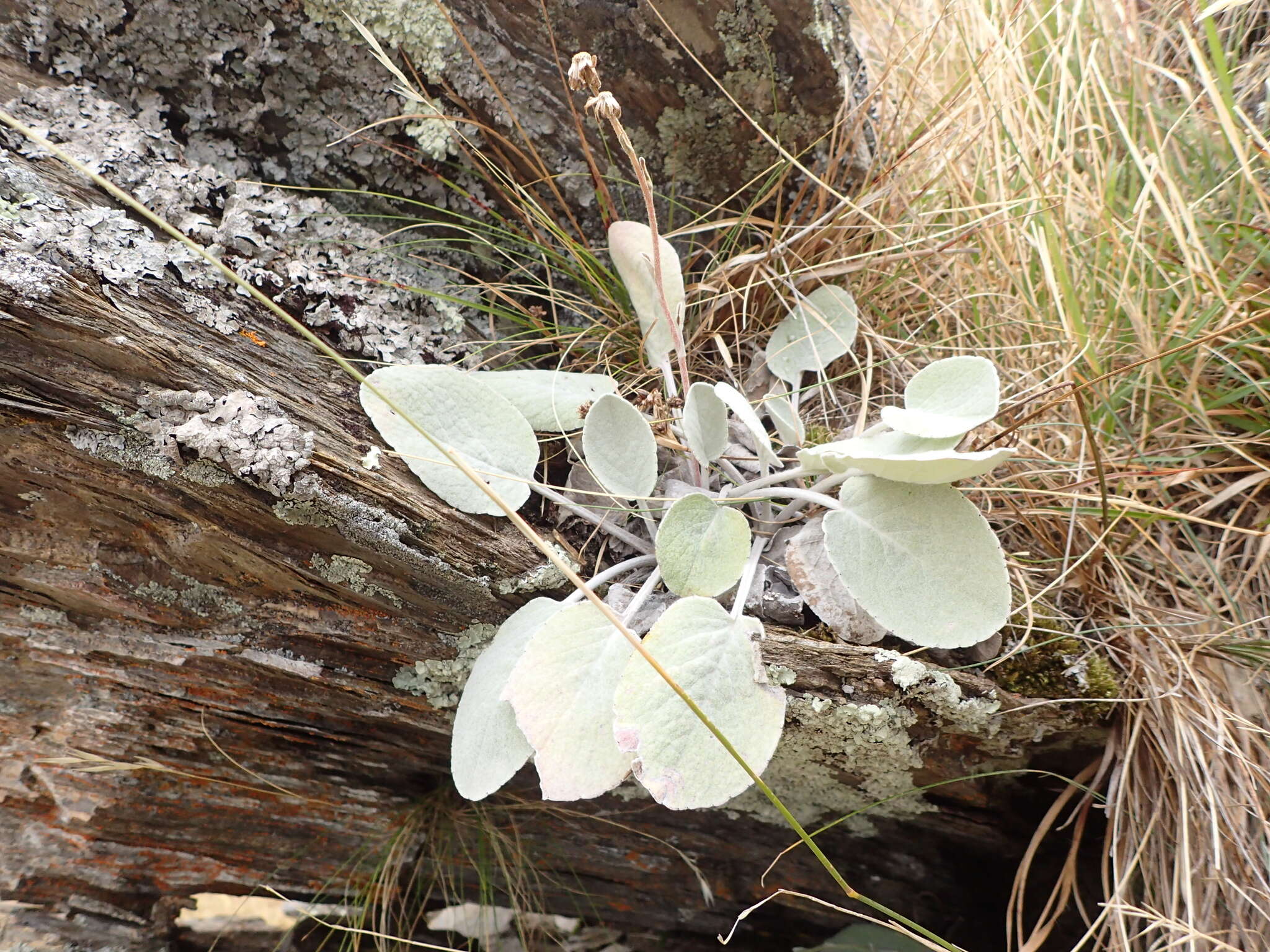 Image of Brachyglottis haastii (Hook. fil.) B. Nord.