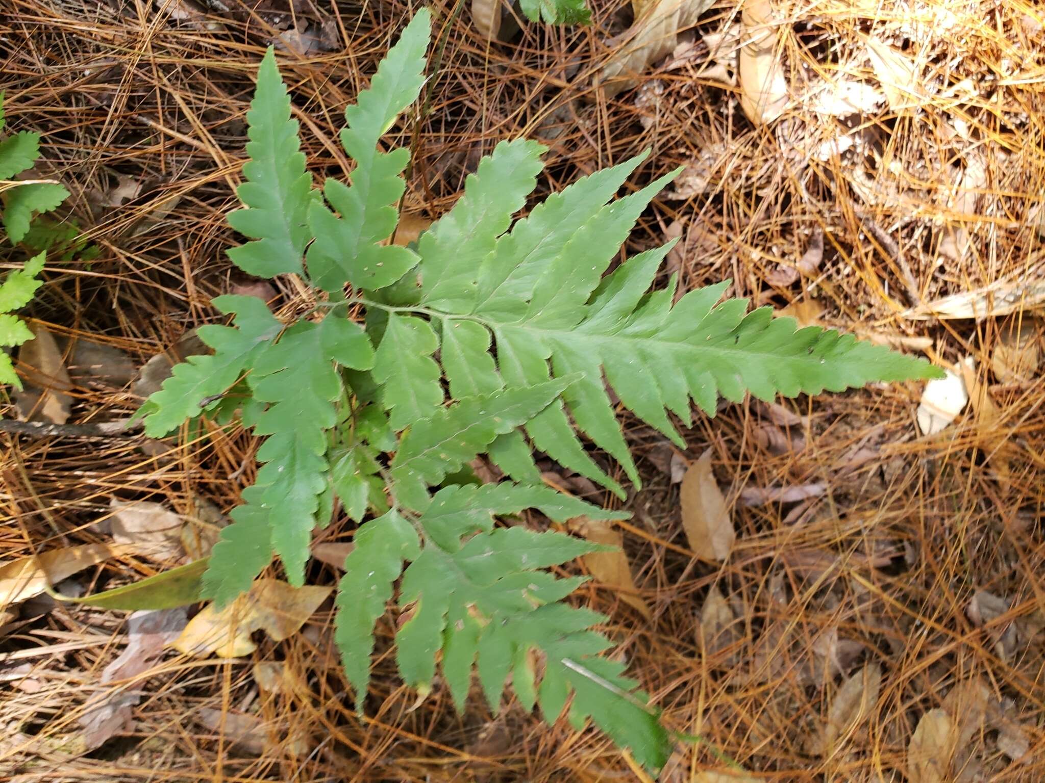 Image of Microlepia platyphylla (D. Don) J. Sm.