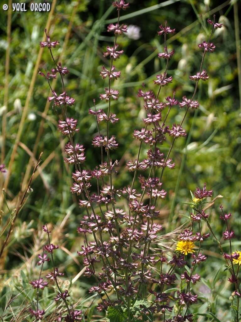 Image of Salvia judaica Boiss.