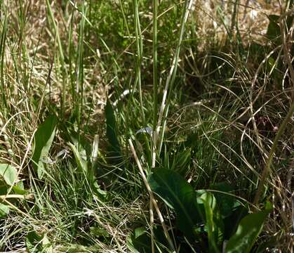 Image of Hall's hawksbeard