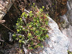 Image of Saxifraga seguieri Sprengel