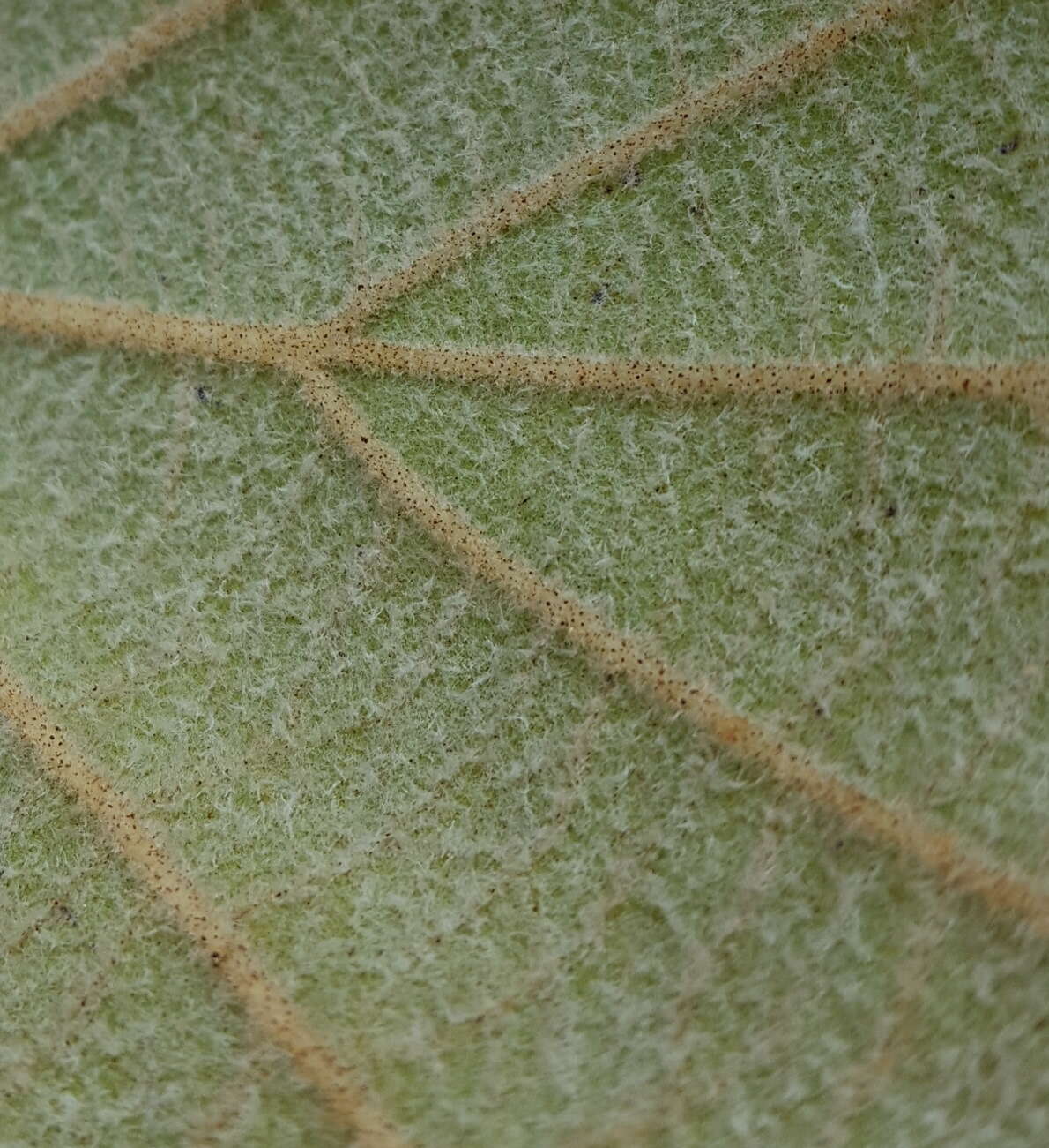 Imagem de Quercus conzattii Trel.