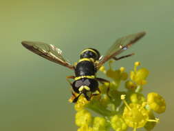 Image of Ceriana vespiformis (Latreille 1809)