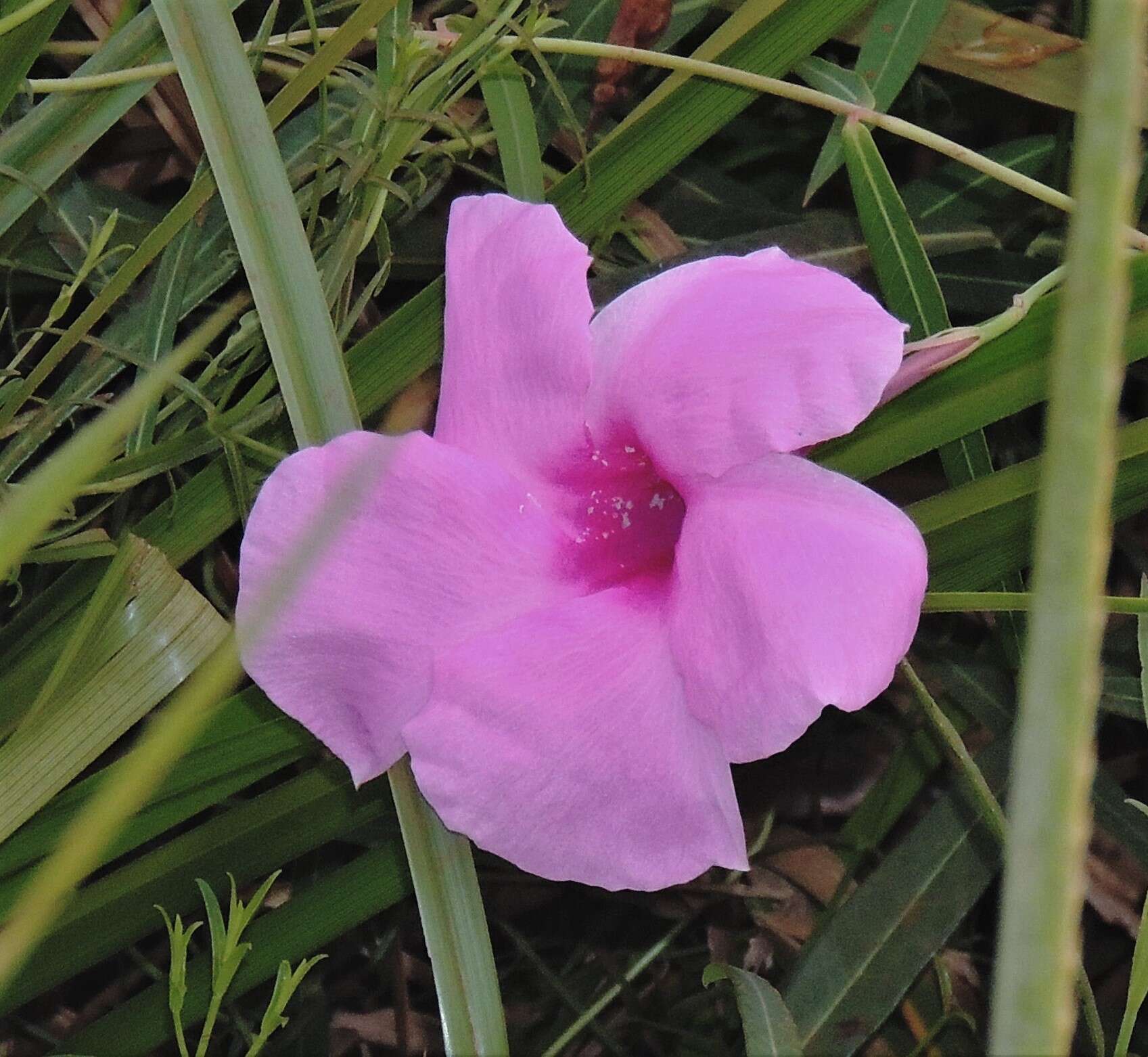 Image of Rhabdadenia ragonesei R. E. Woodson