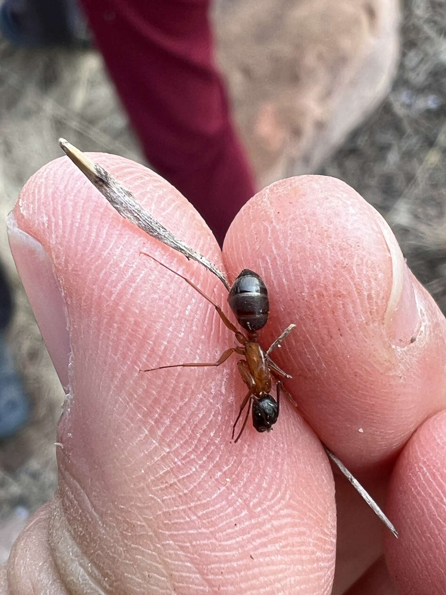 Image of Camponotus semitestaceus Snelling 1970