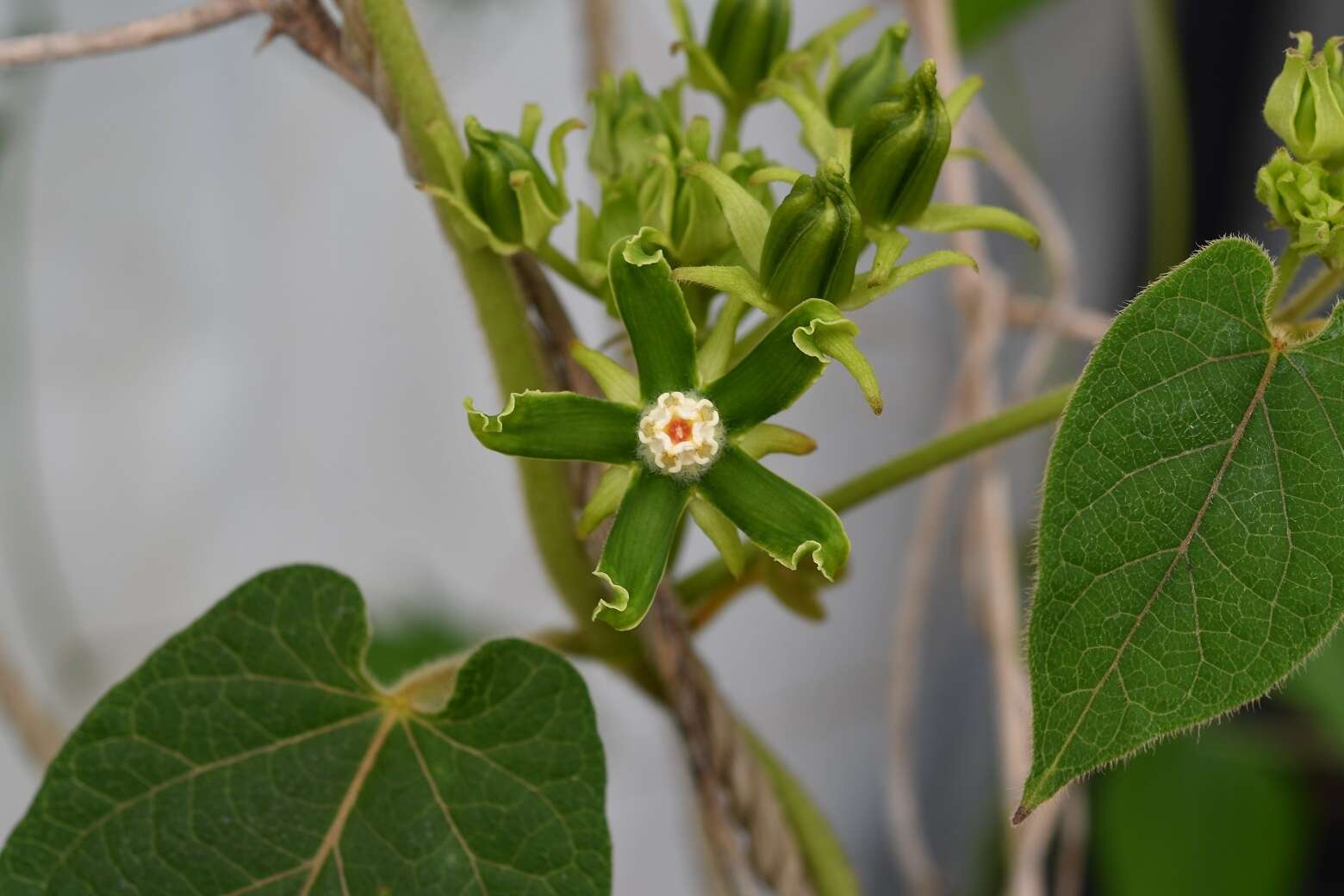 Image of Gonolobus stenosepalus (J. D. Sm.) R. E. Woodson