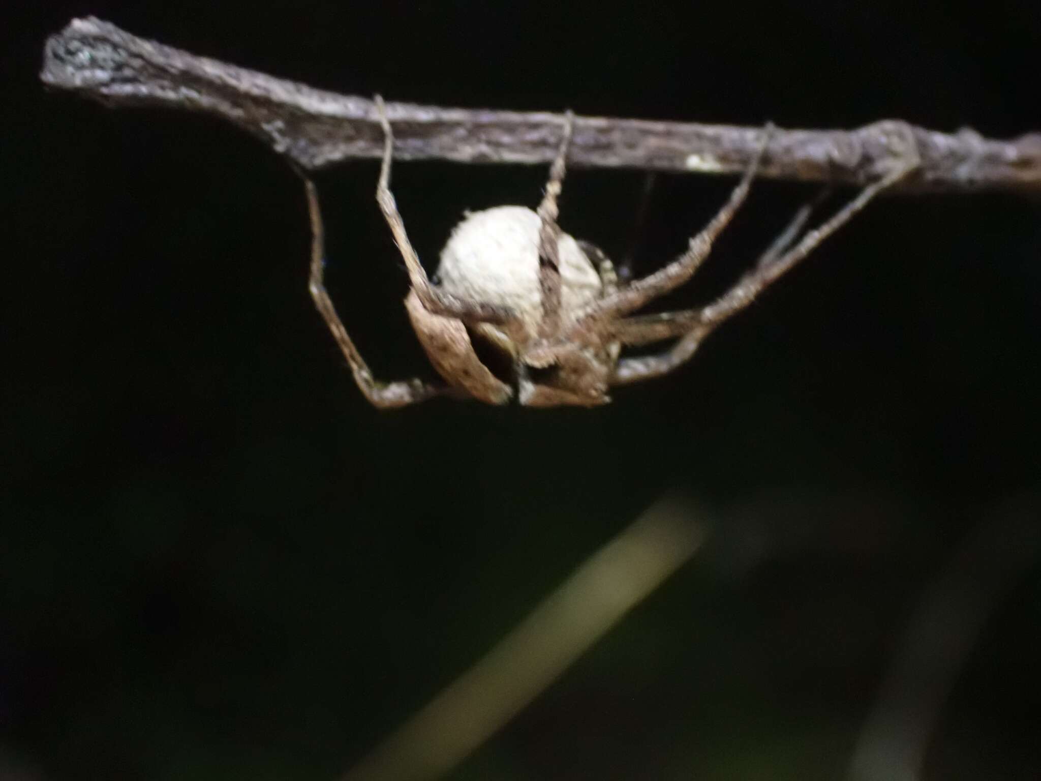 Plancia ëd Ornodolomedes mickfanningi Raven & Hebron 2018