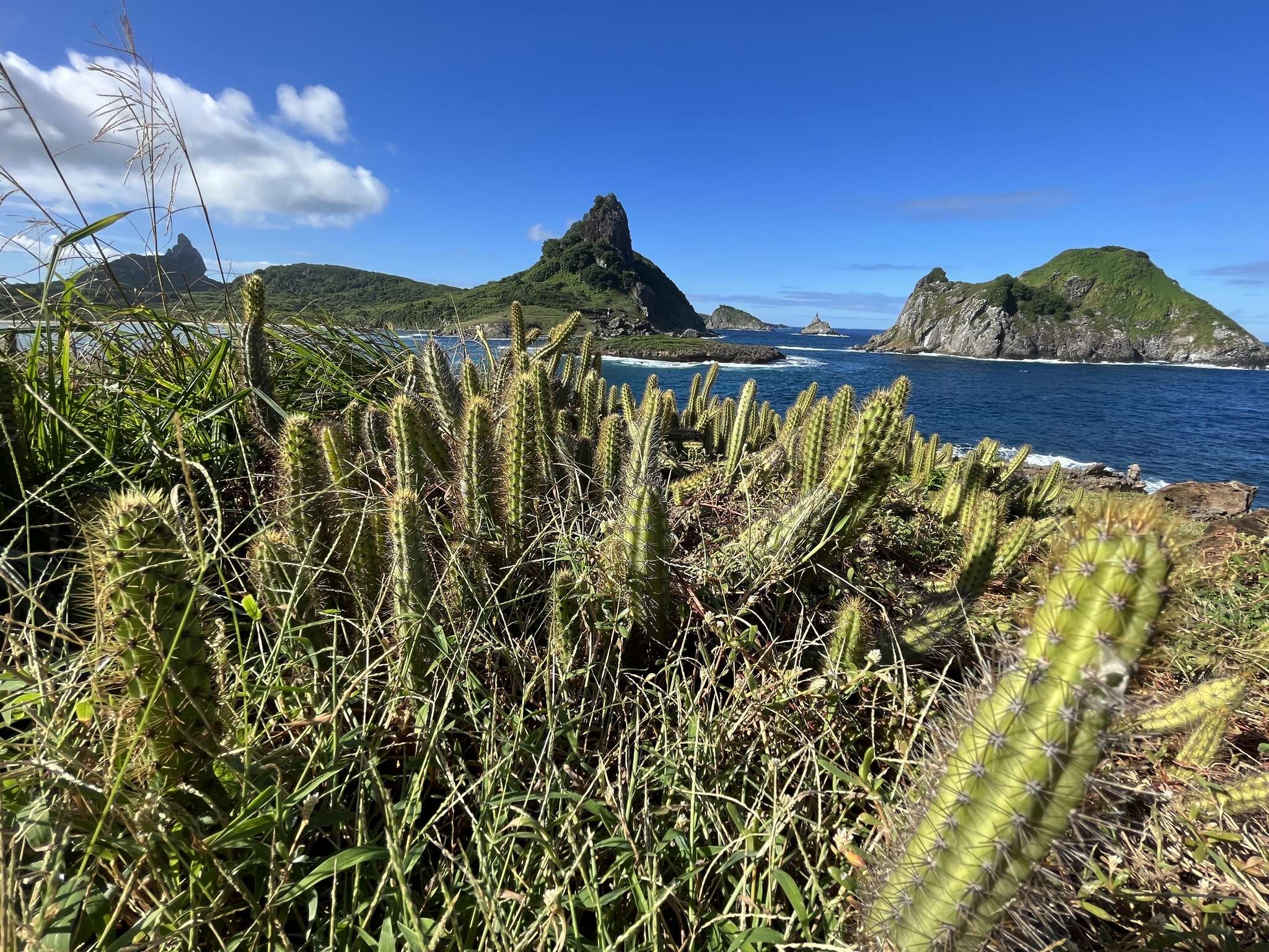 Image of Cereus insularis Hemsl.