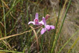 Слика од Bletia purpurea (Lam.) A. DC.