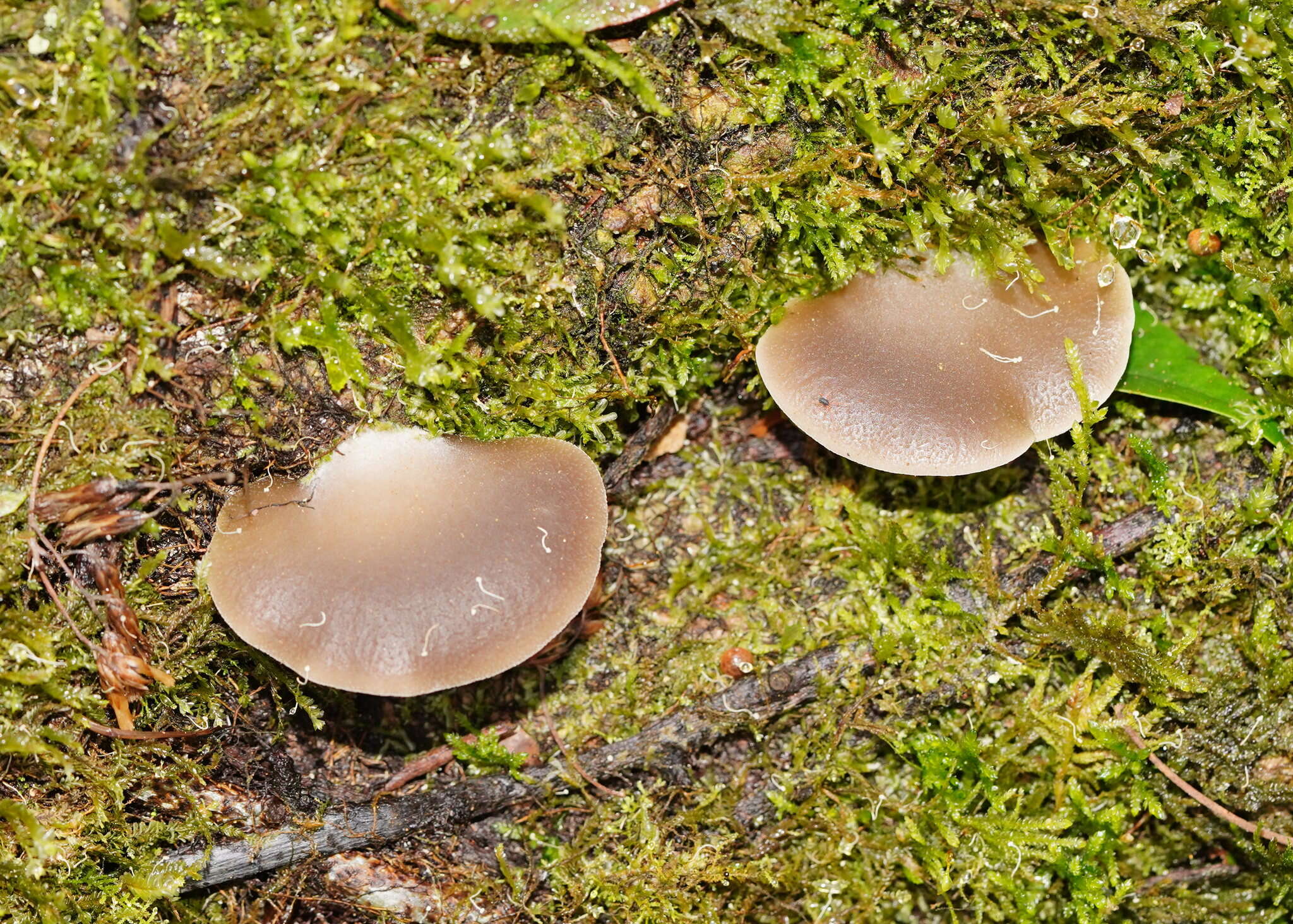 Image of Pleurotus purpureo-olivaceus (G. Stev.) Segedin, P. K. Buchanan & J. P. Wilkie 1995