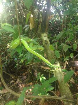 Image of Emerald Tree Boa