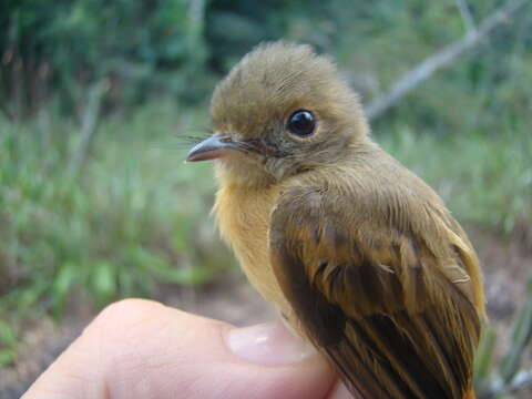 Terenotriccus erythrurus amazonus Zimmer & JT 1939的圖片