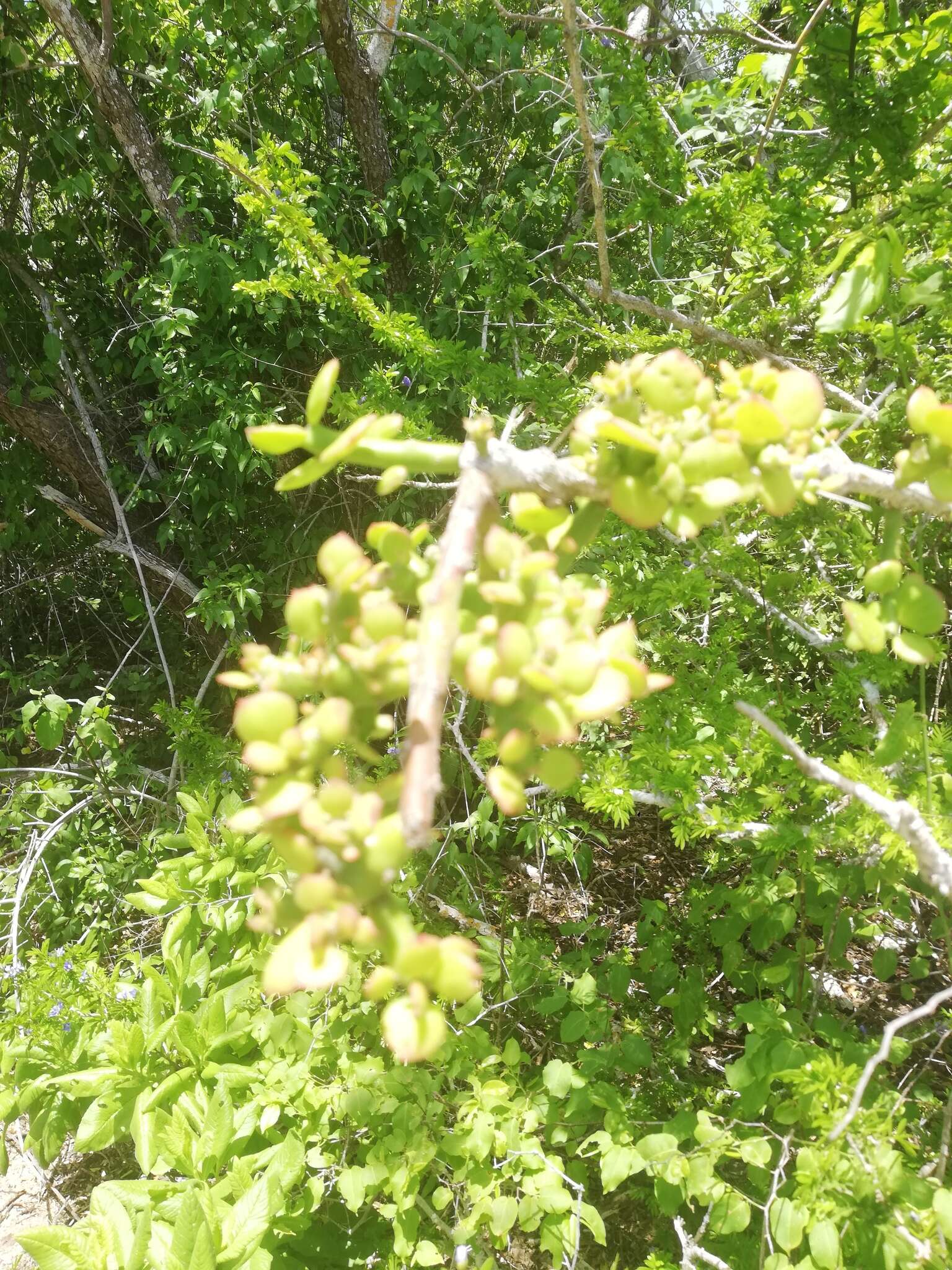 Image of Pereskiopsis rotundifolia (DC.) Britton & Rose