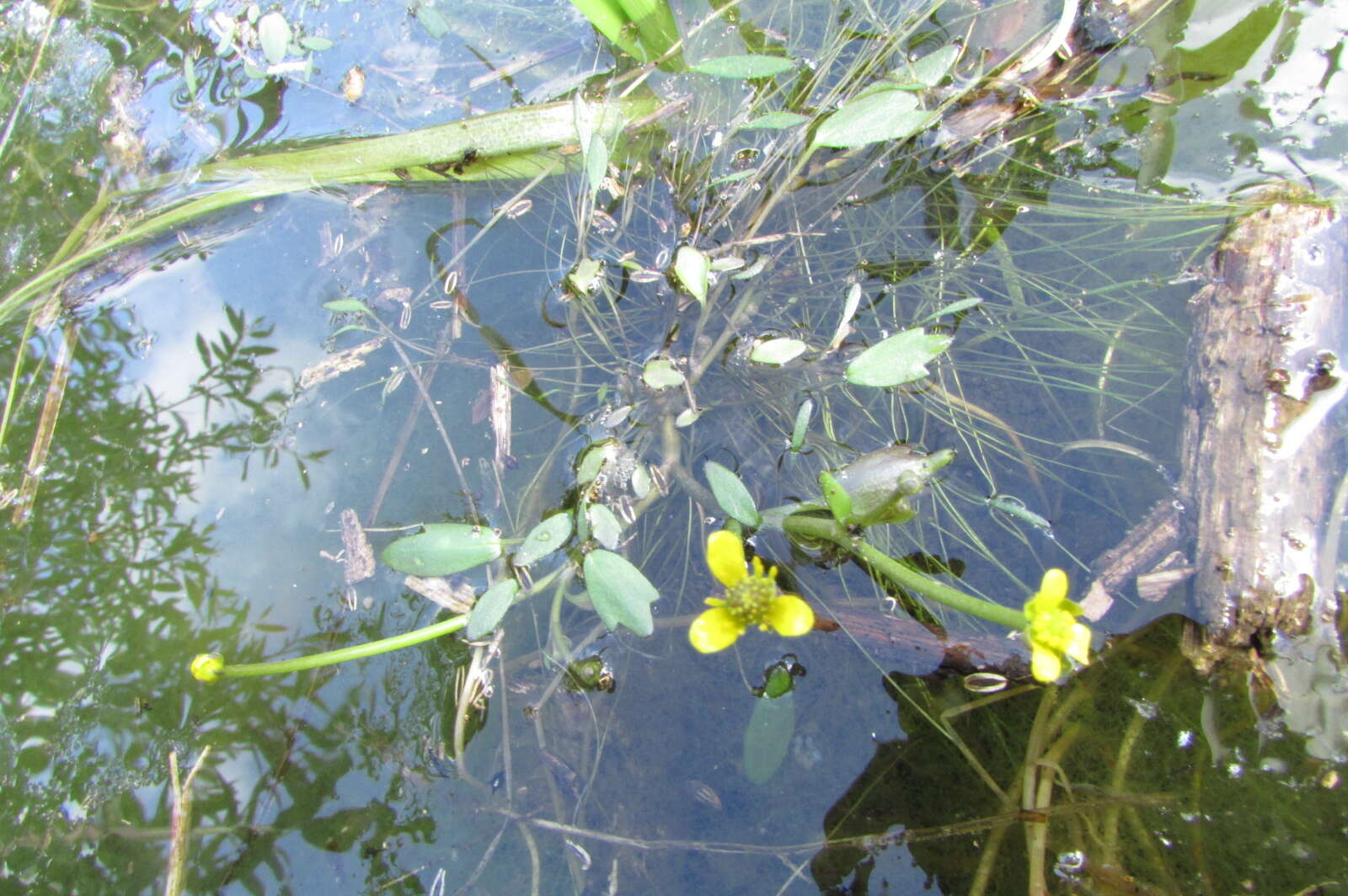 Слика од Ranunculus polyphyllus W. & K. ex Willd.