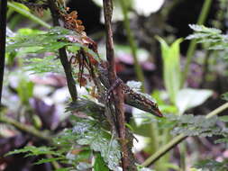 Sivun Anolis ventrimaculatus Boulenger 1911 kuva