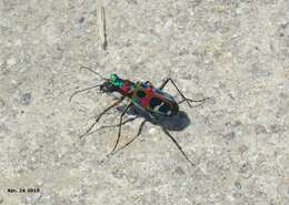 Image of Cicindela (Sophiodela) chinensis De Geer 1774