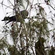 Calyptorhynchus lathami (Temminck 1807) resmi