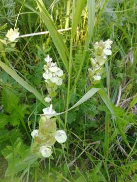 Scutellaria supina L.的圖片