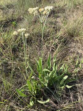 Image of Helichrysum acutatum DC.