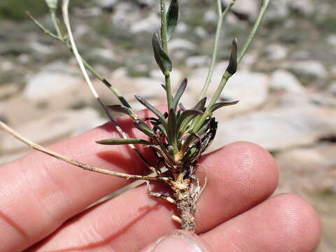 Image of Howell's pioneer rockcress