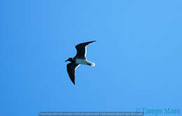 Image of White-eyed Gull