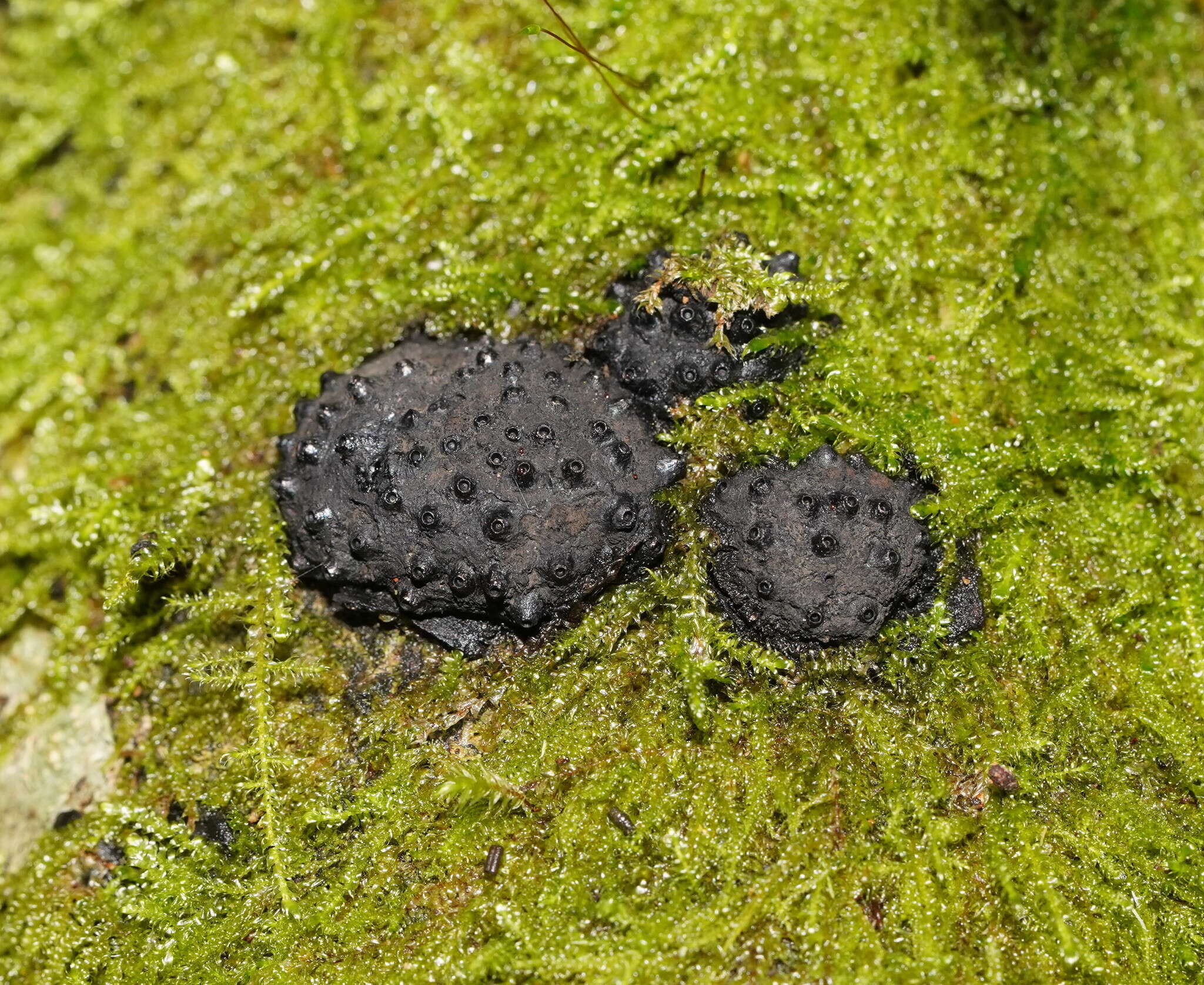 Annulohypoxylon hians (Berk. & Cooke) Y. M. Ju, J. D. Rogers & H. M. Hsieh 2005的圖片