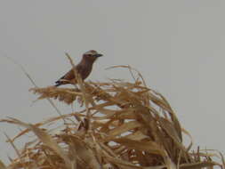 Image of Purple Roller